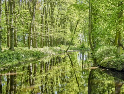 Kleiner See umgeben von einem Wald